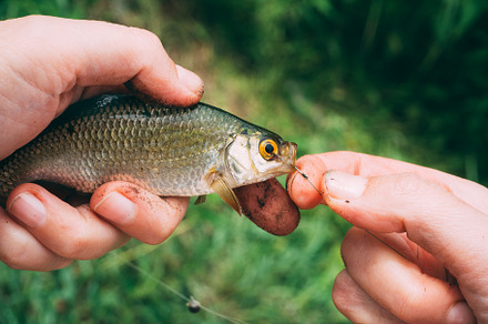 Fish roach featuring roach, river, and lake, an Animal Photo by PavelKant