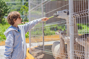 Young boy feeding a llama on a farm, an Animal Photo by Elizaveta Galitskaya