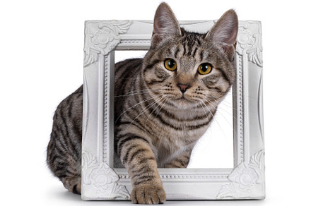 Kurilian Bobtail cat on white
