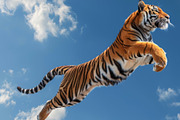 116 Flying animals, an Animal Photo by Handmadefont (Thumbnail 113 of 119)