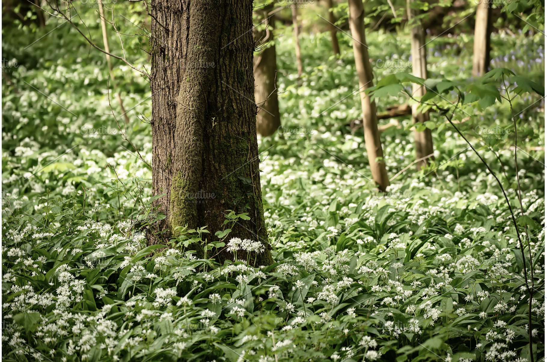Stunning spring beech forest scene, a Nature Photo by Nature and travel