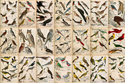 A Journal of Natural History, an Animal Illustration by Dene Studios (Thumbnail 10 of 10)