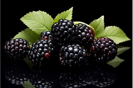 Dark-hued Loganberry black berry, a Food & Drink Photo by Ylivdesign