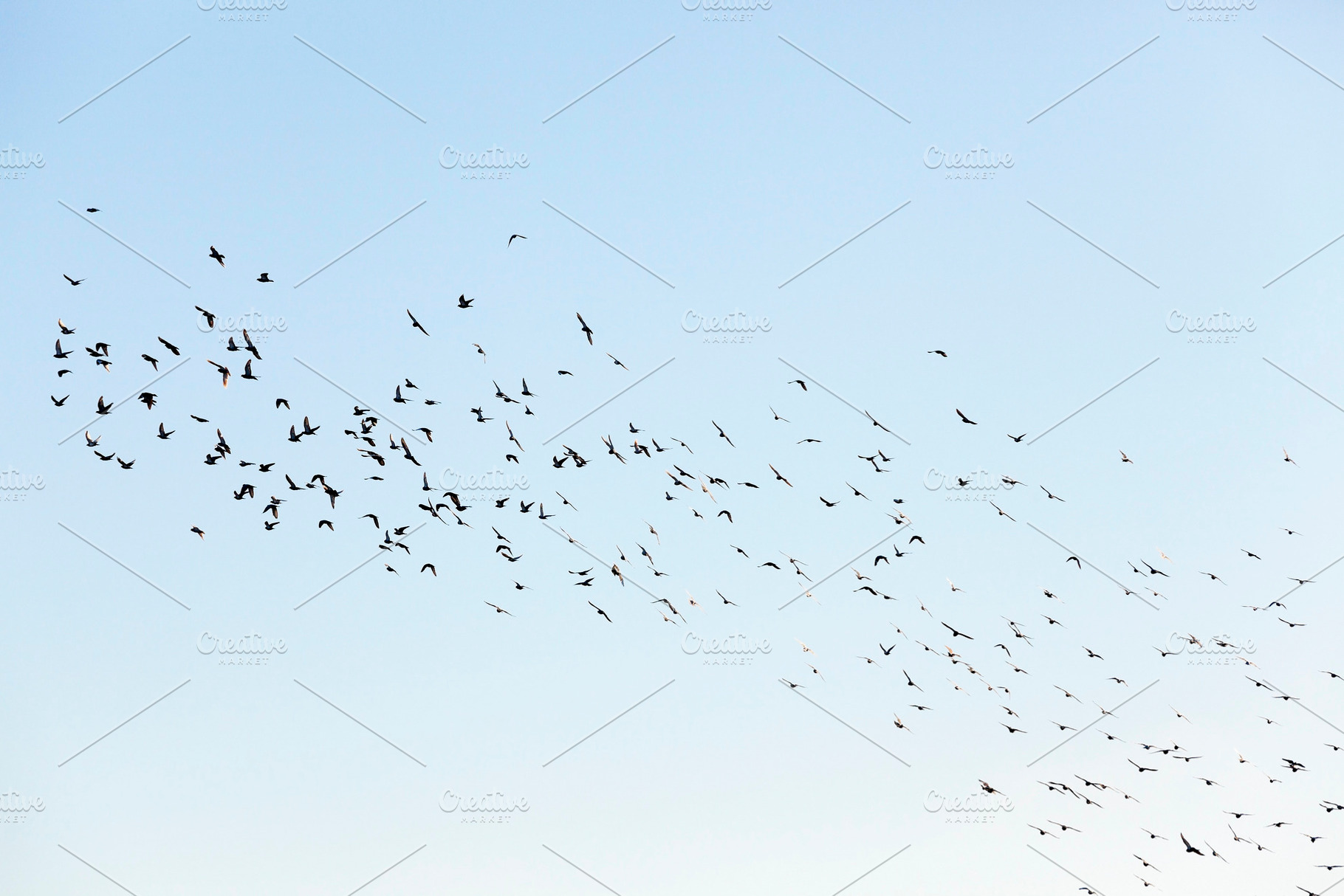 Birds flying in the sky containing bird, close-up, and blue, an Animal Photo by MyPhotos