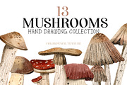 mushrooms clip art hand drawing, a Food Illustration by Cocoa studio by Eliza M (Thumbnail 1 of 4)