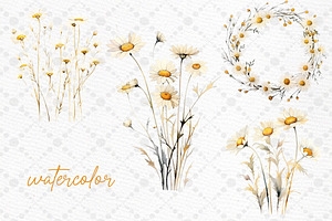 Daisy Watercolor Clipart Chamomile