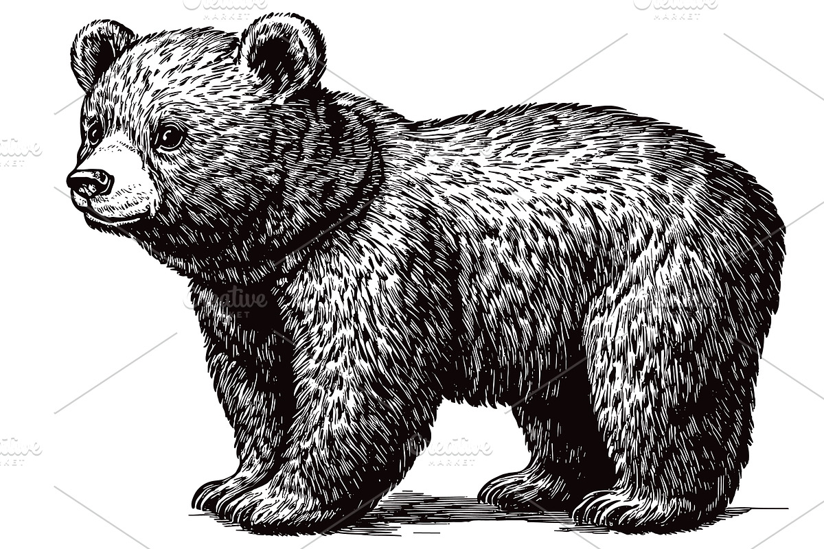 Cuddly Bear Cub Detailed Vintage, an Animal Illustration by LadadikArt