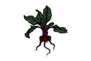Hand Drawn Vector Beet Graphics, a Food Illustration by Dorey Kronick Art&Design (Thumbnail 5 of 7)