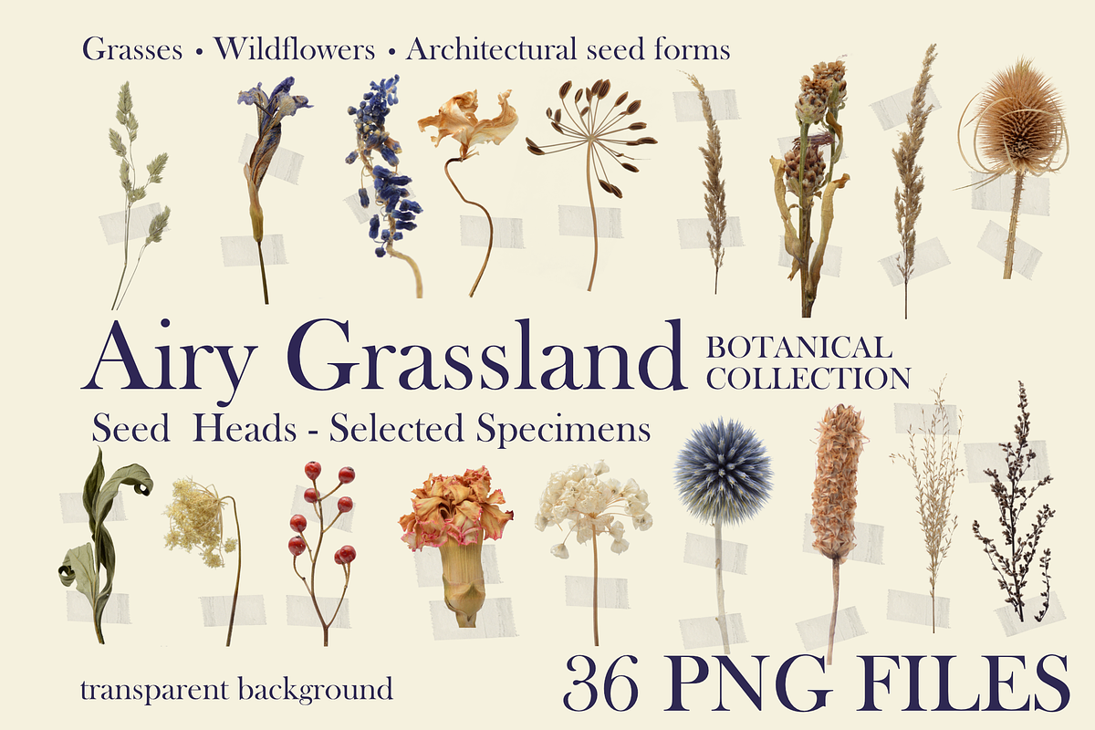 Botanical PNG Elements – 36 Meadow P, an Object Graphic by Aga Silva (Photo 1 of 28)