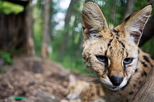 Close-up of a serval cat in a forested environment with a pensive expression, a Photo by AS photostudio