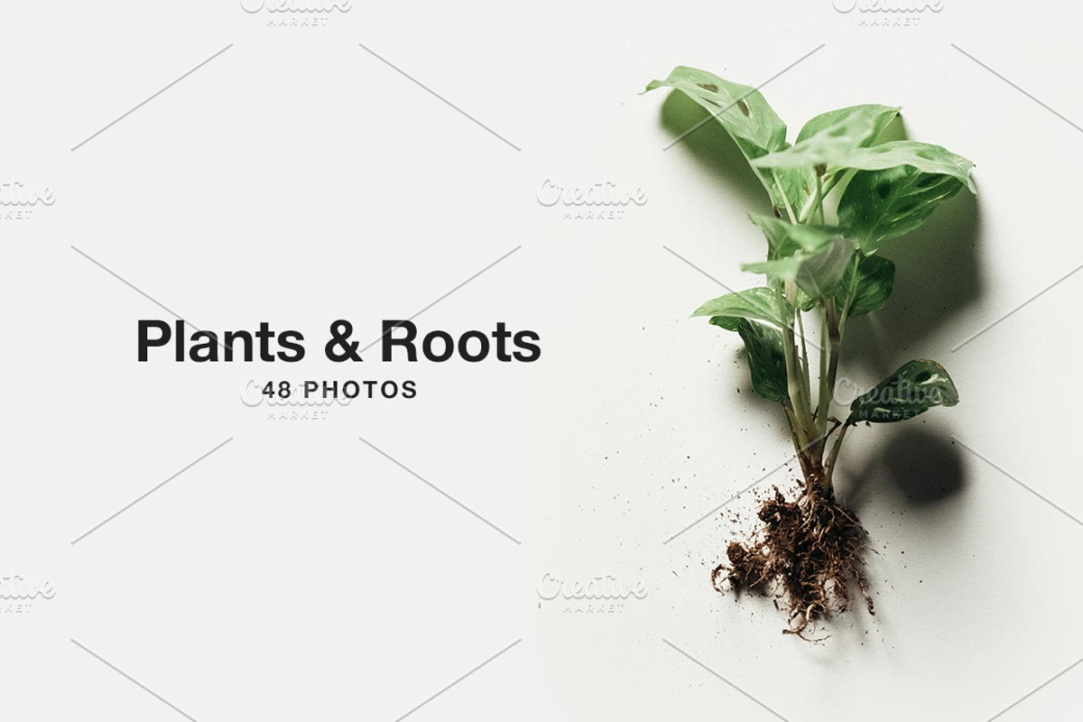 Plants & Roots Photo Pack, a Nature Photo by Matt Jones (Photo 1 of 5)