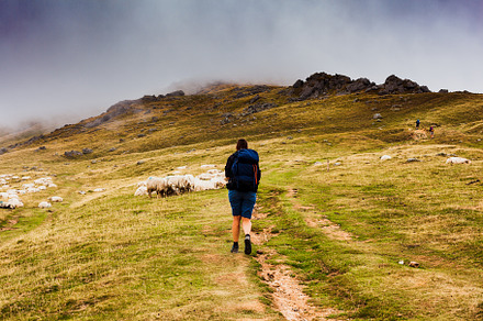 Pilgrim walking next to a flock of sheep along the way of St. James, a Person Photo by Bepslabor
