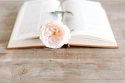 Bible Study Bundle - 45 Stock Photos, a Holiday Photo by JanaBishopCollection (Thumbnail 11 of 20)