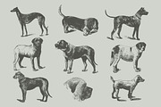 Dogs Vintage Illustrations, an Illustration by Retro Machine (Thumbnail 17 of 25)