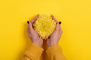 Close-up of hands gently holding a vibrant yellow chrysanthemum, a Holiday Photo by Ales Munt
