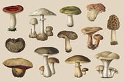 Fungi - Vintage Illustrations, an Illustration by Graphic Goods (Thumbnail 8 of 9)