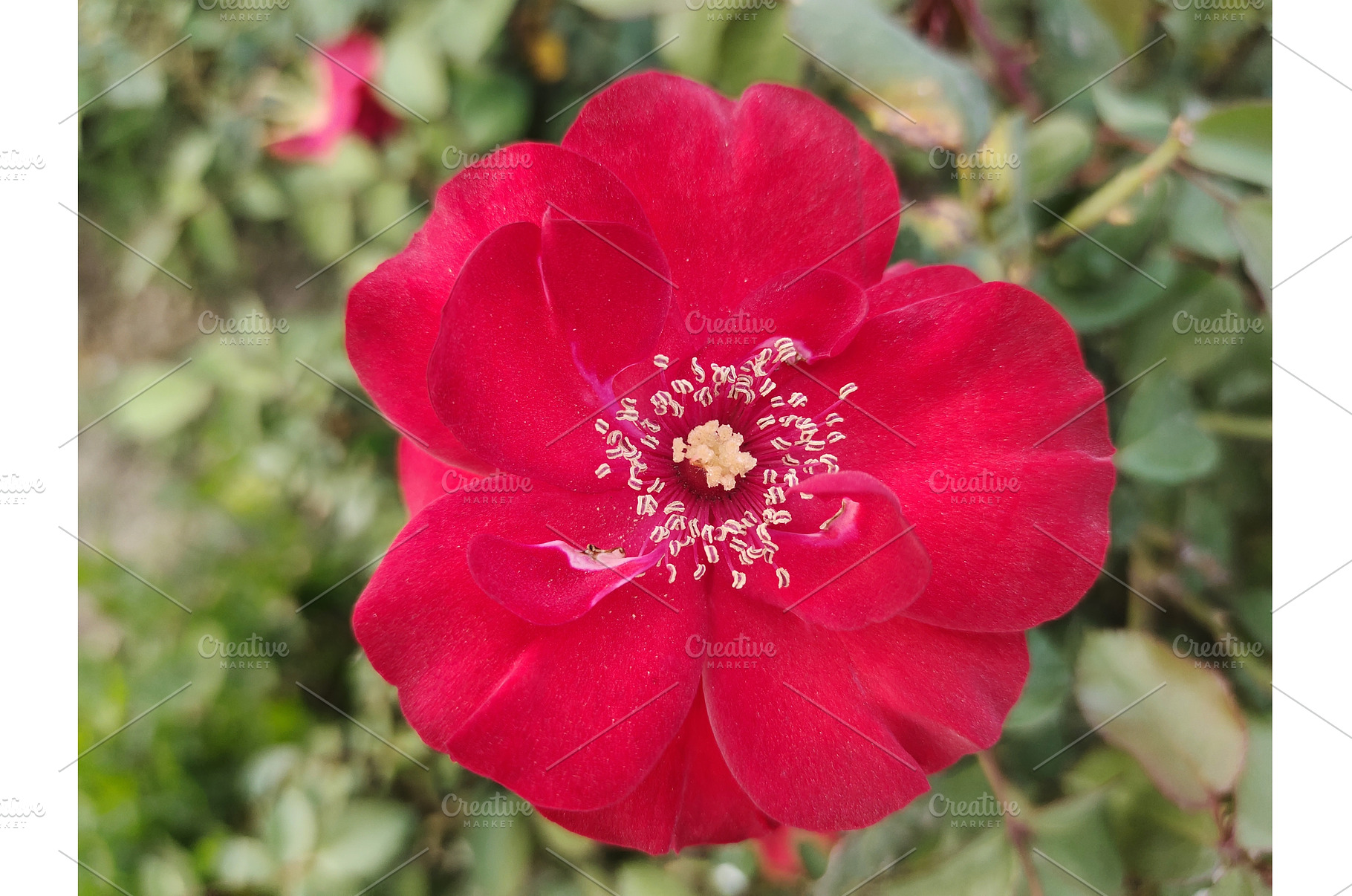 vibrant red rose in bloom, a Nature Photo by LogosDen