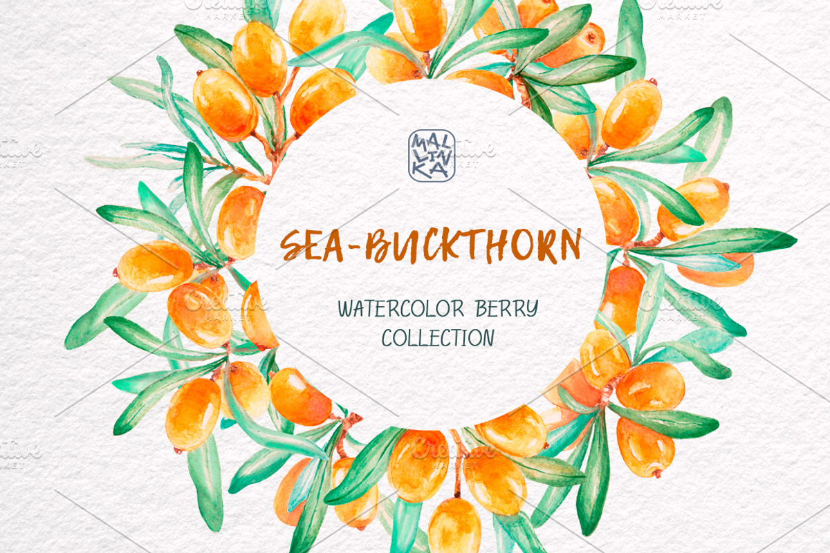Sea-buckthorn, watercolor collection, an Illustration by Mallinka (Photo 7 of 11)