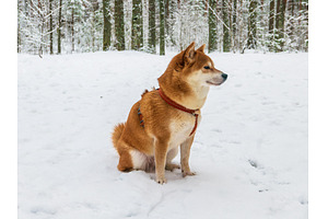 Funny friendly brown Shiba Inu dog, an Animal Photo by Nature and travel