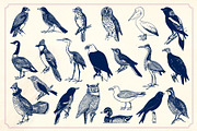 Vintage Hand Drawn Birds, an Object Graphic by Mr Vintage (Thumbnail 5 of 6)