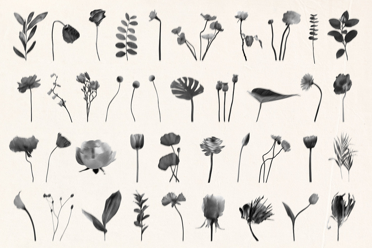 Shadow Blooms, an Object Graphic by Dina Mae (Photo 7 of 10)