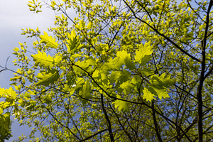 new oak foliage in sunny weather, part of an oak tree with new foliage that gre, a Photo by rsoollAI