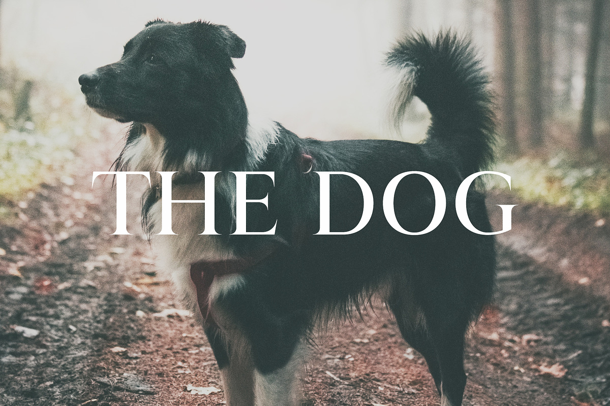Wacian Serif Font Family, a Serif Font by Creativetacos (Photo 9 of 9)