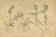 40 Vintage Floral Illustrations, an Illustration by Hatch Design Workshop (Thumbnail 5 of 15)