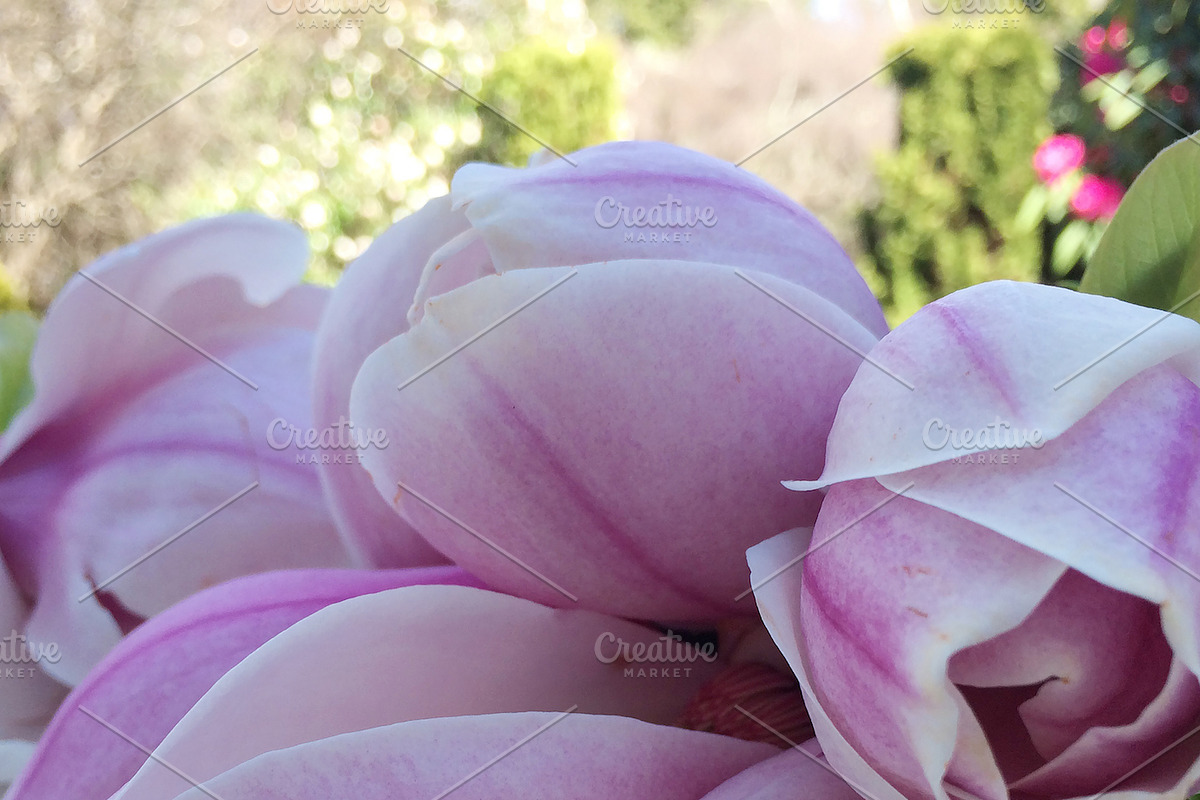 BUNDLES OF BLISS–Styled Stock Photos, a Product Mockup by Pepperbelle Tinkers (Photo 6 of 7)