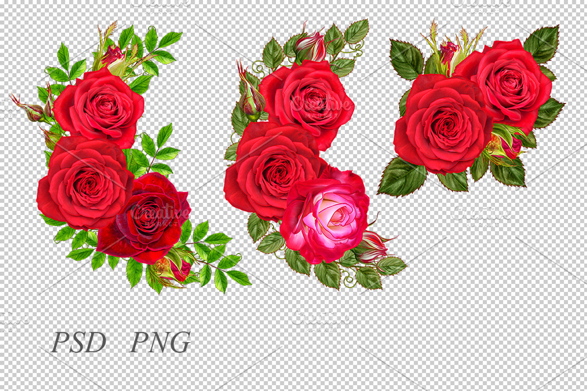 Collection of red roses, an Illustration by SokolovaSv (Photo 3 of 4)