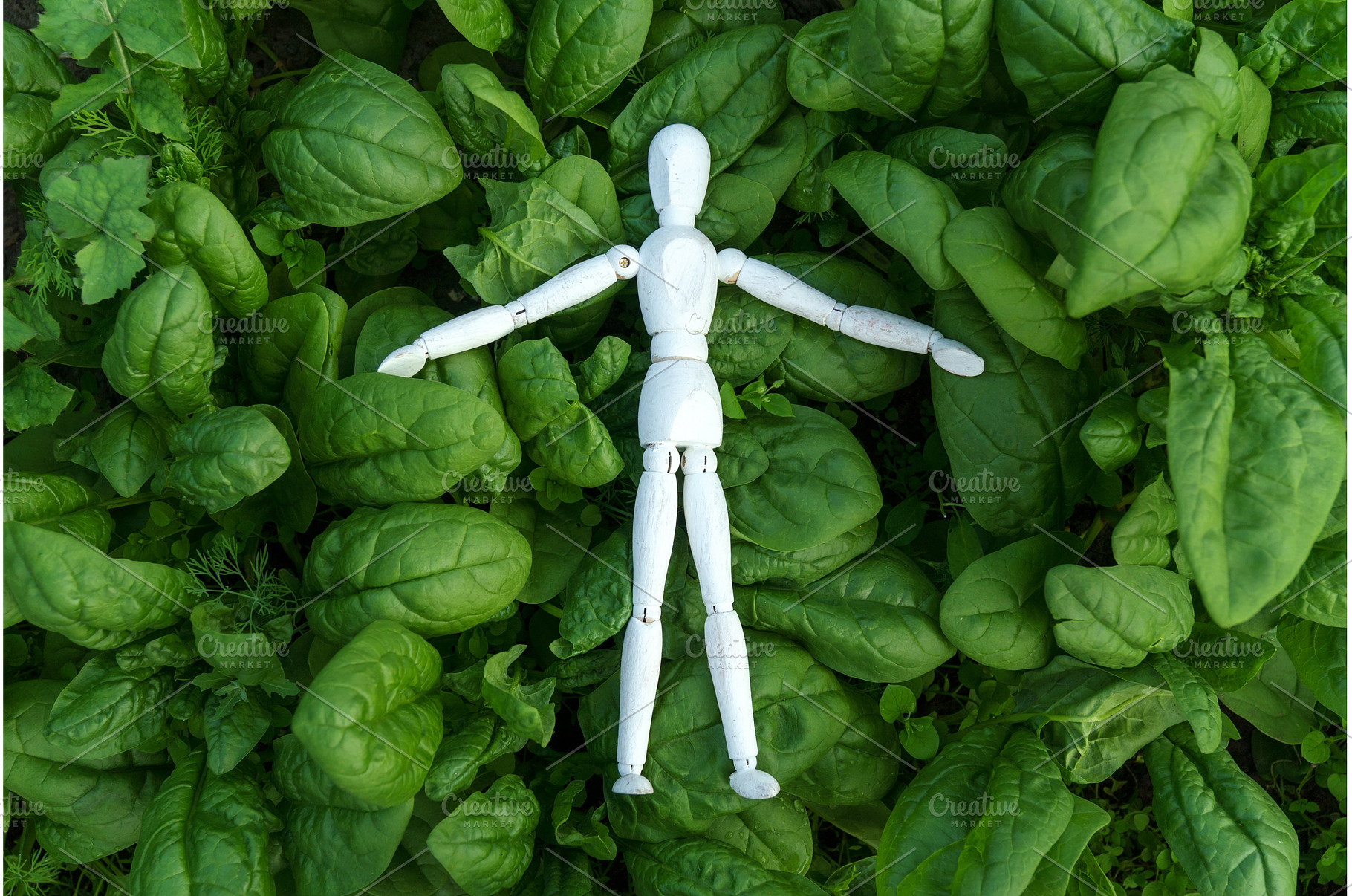 Green spinach growing in the garden, a Food & Drink Photo by darksoul72