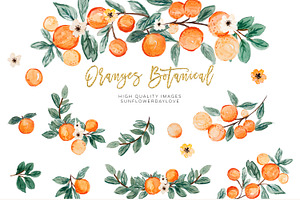 Citrus Botanical Fruit Clip Art