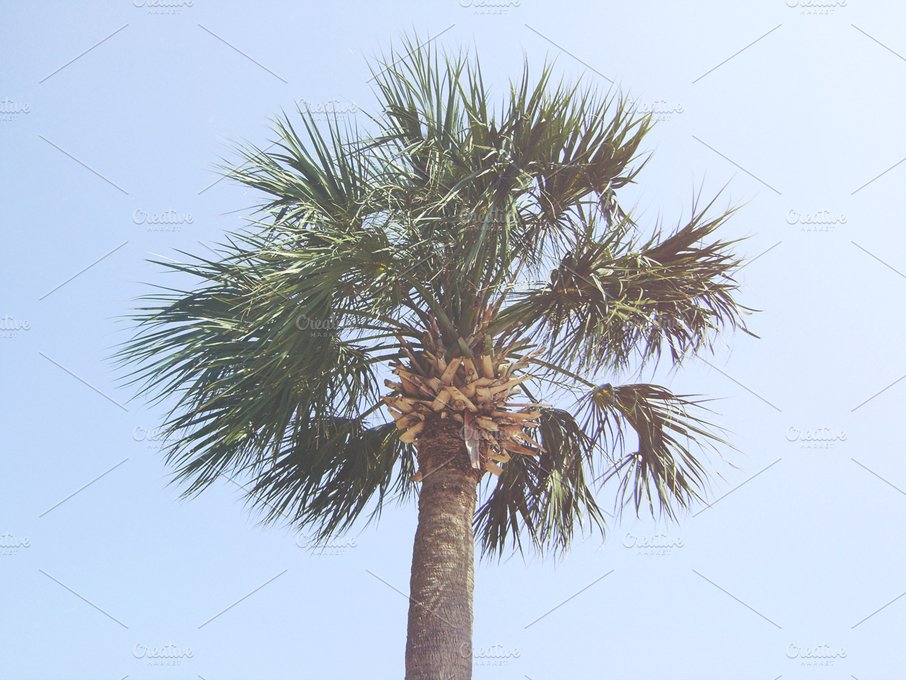 Florida Palm
