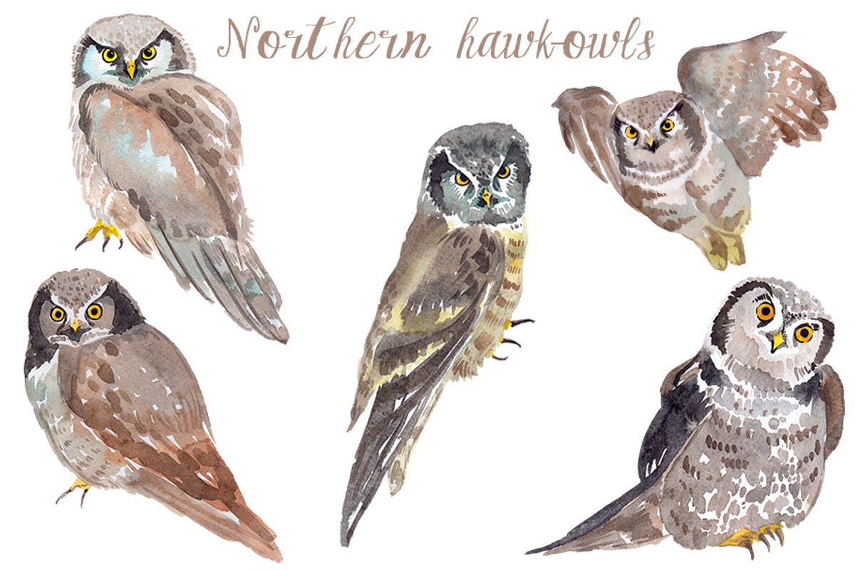 Watercolor Owls Bundle - 53 Owls, an Animal Illustration by YesFoxy (Photo 8 of 11)