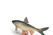 Chub, an Animal 3D Model by AndrewWhite (Thumbnail 14 of 21)
