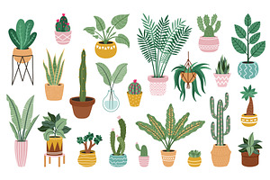 Plant In Pots. Home Potted Plants