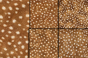 Realistic Fawn Print Fur Texture, a Pattern Graphic by Artonix (Thumbnail 4 of 4)