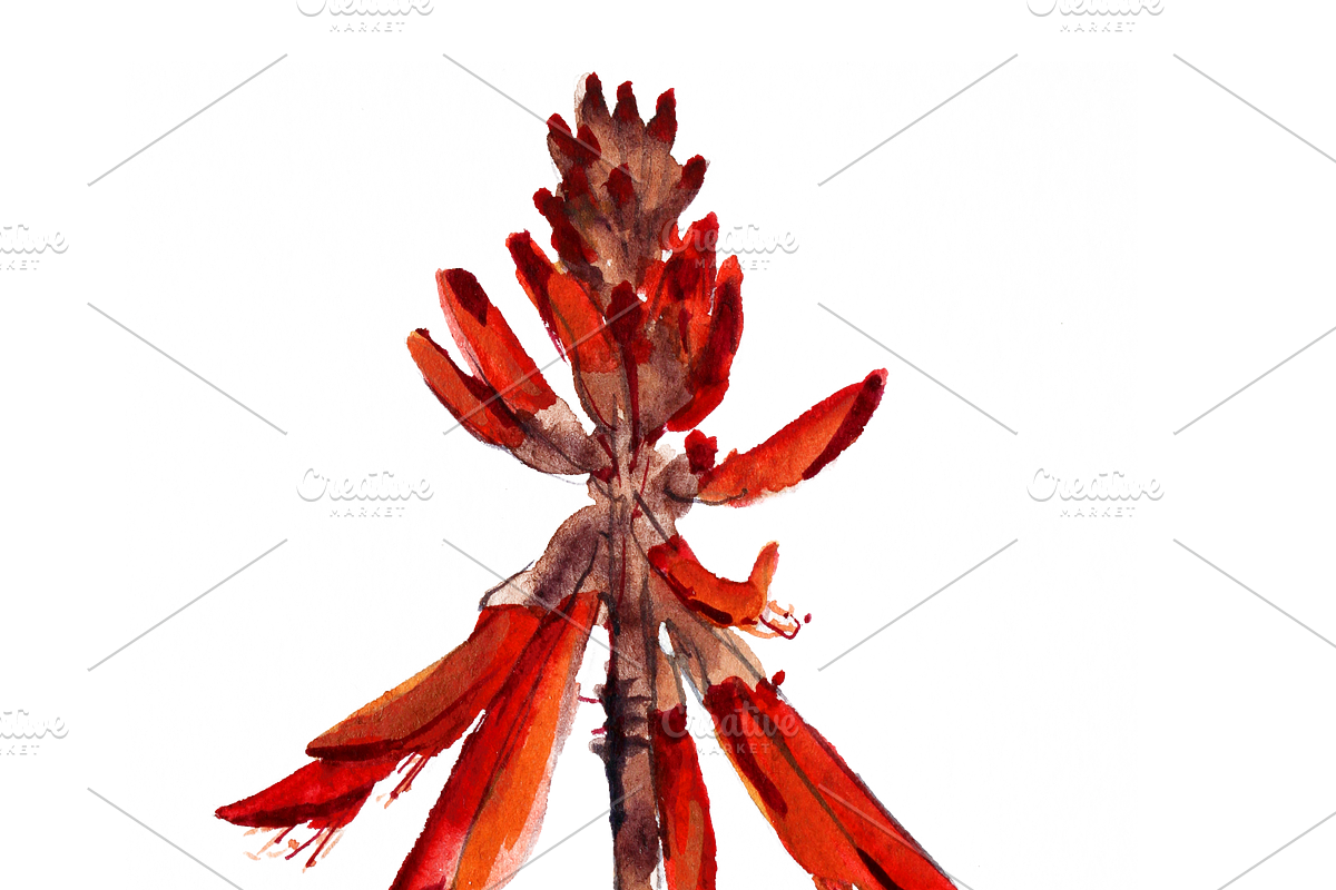 South African Flowers, a Decorative Illustration by Karliefie (Photo 4 of 5)