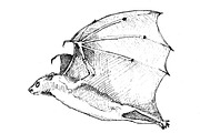 Vampire bats, watercolor/ink/vector, an Animal Illustration by Watercolor_Vector Graphic (Thumbnail 11 of 22)