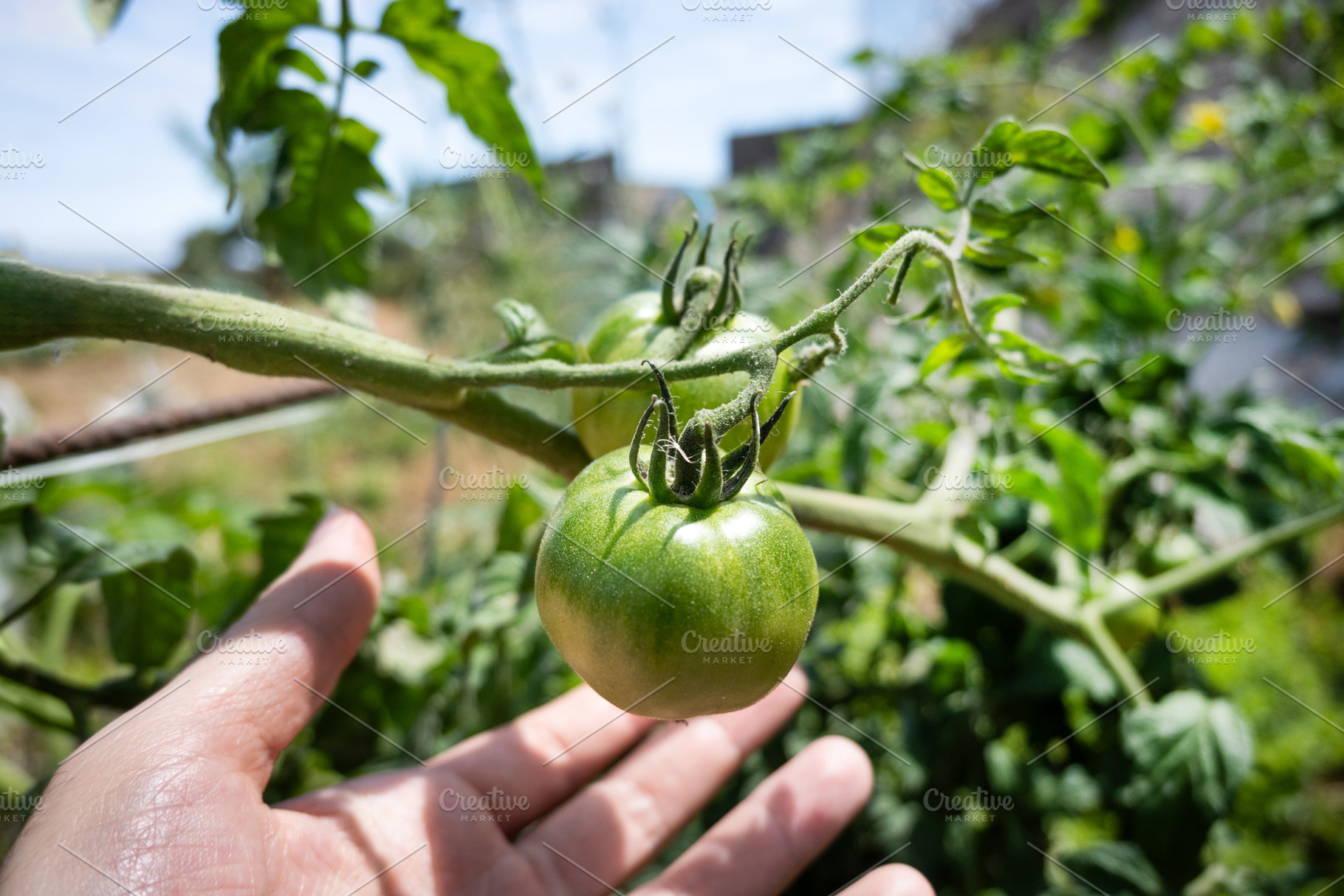 Hands inspecting unripe green tomatoes on the plant, a Food & Drink Photo by etorres69