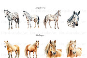 Horse Breeds Clipart, Appaloosa PNG, an Animal Illustration by BrushstrokeArtGB (Thumbnail 4 of 9)