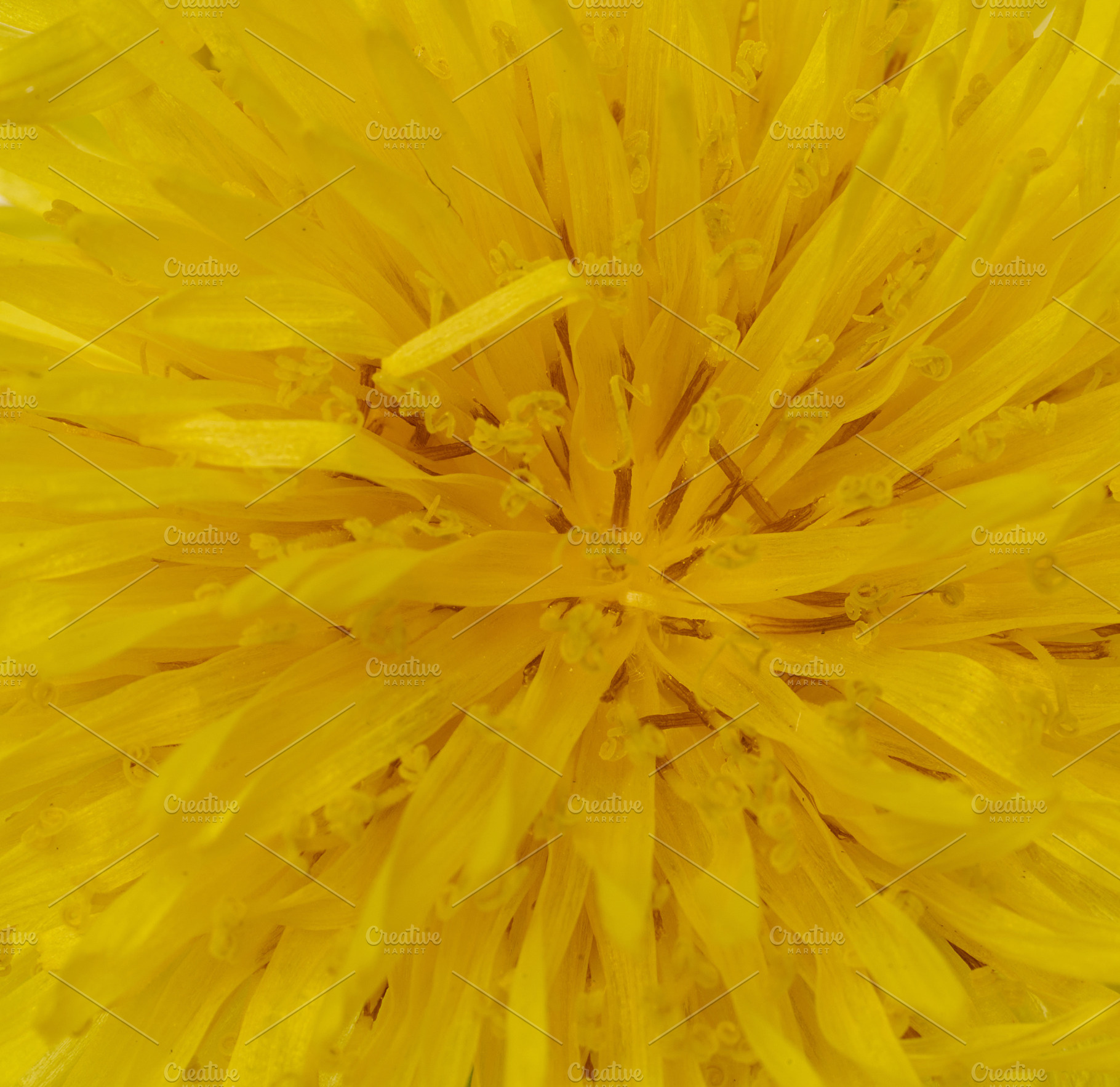 A vibrant macro shot of the center of a yellow dandelion flower, a Nature Photo by ndanko