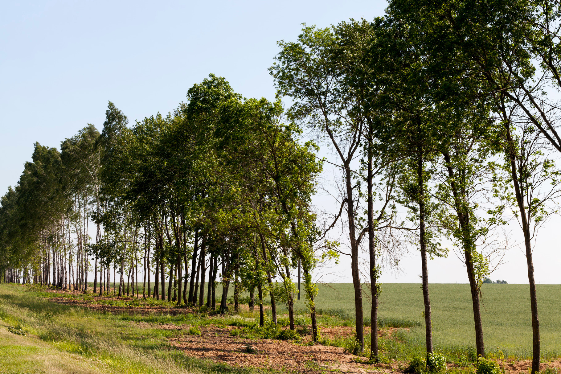 deciduous trees in the summer, a Background Photo by MyPhotos ...