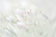 Suins - a script delicate elegant, a Script Font by Fontcastle (Thumbnail 2 of 9)