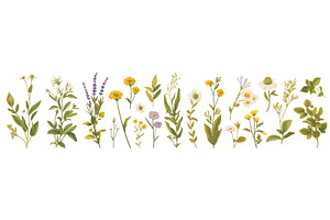 Plants watercolor set. Chamomile, an Object Illustration by Stock-Smart-Start