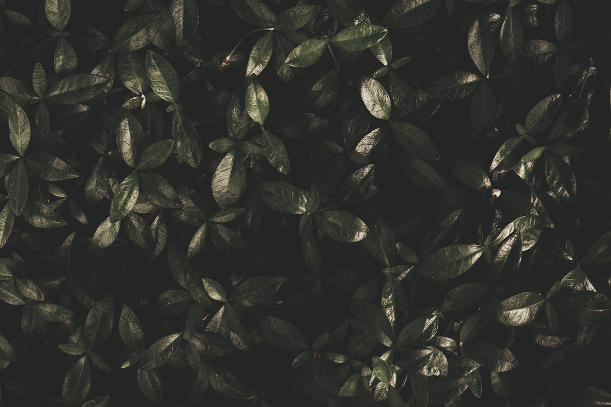 Dark green backgrounds, a Nature Photo by Alekseyliss (Photo 5 of 10)