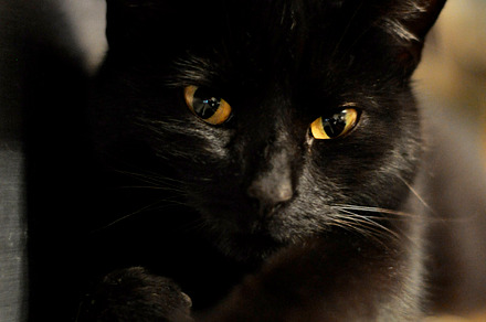 Black cat stock photo