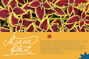 The Philosopher Script Monoline, a Script Font by Colllab Studio (Thumbnail 16 of 18)