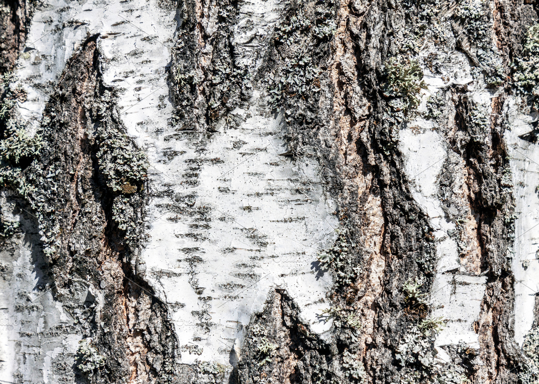 Birch bark texture closeup, a Nature Photo by BOOCYS