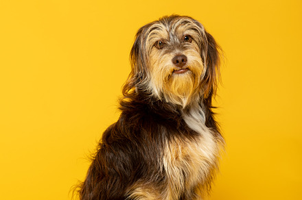 Adorable furry puppy on yellow background., an Animal Photo by TxemaG